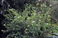 MUSAENDA jaune. Rubiaceae. 1m